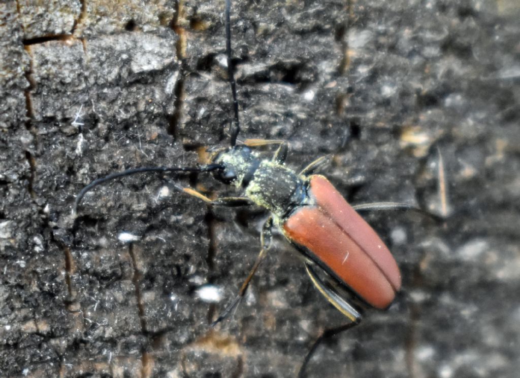 Cerambycidae: Anastrangalia sanguinolenta?  S !